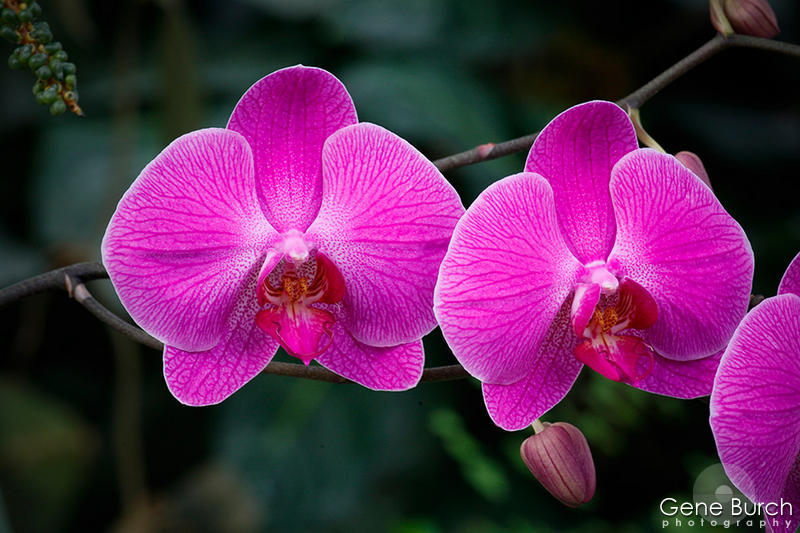 phalaenopsis Orchid